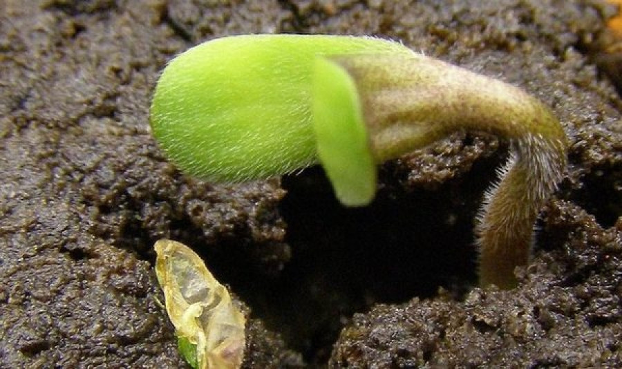Germinacion Germinacion