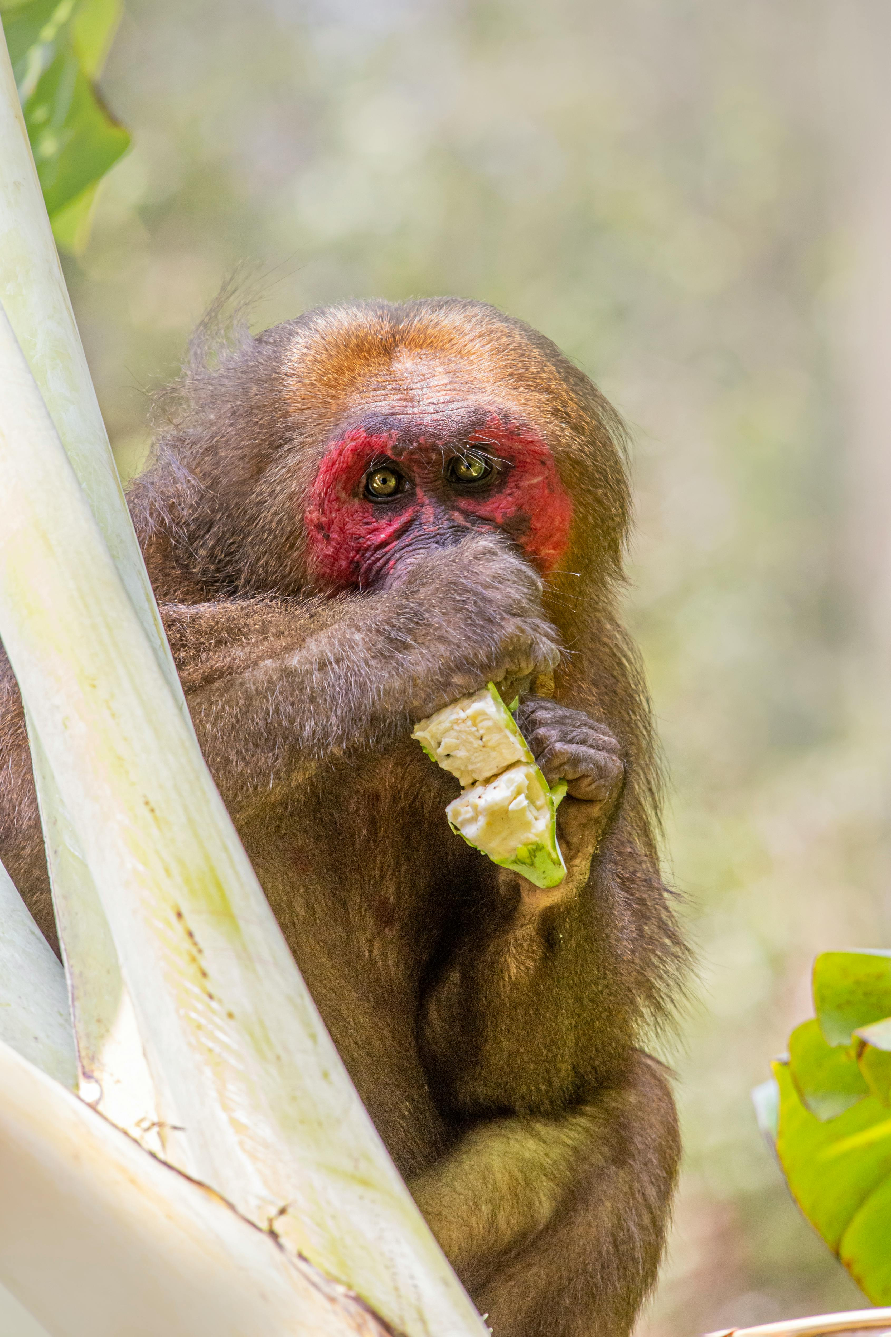 Uakari