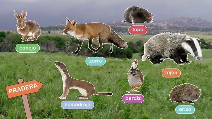 Animales del planeta Tierra