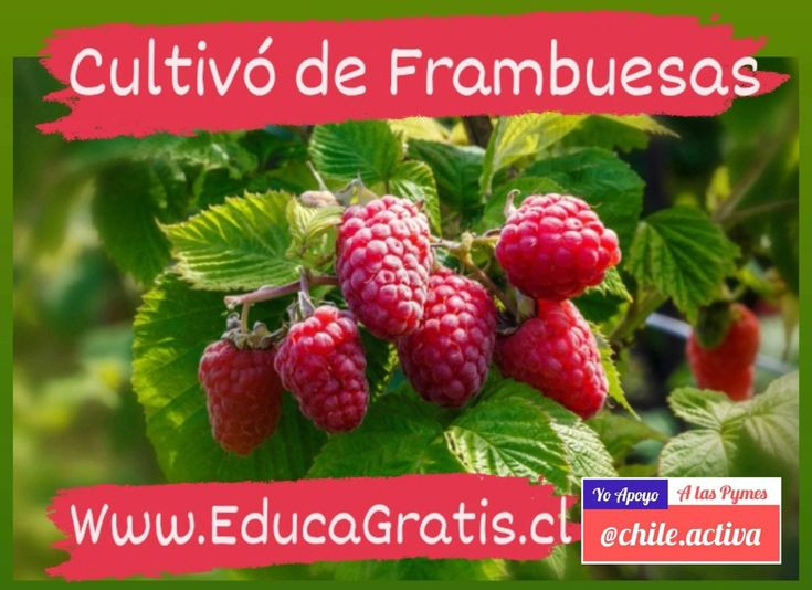 Frambuesas