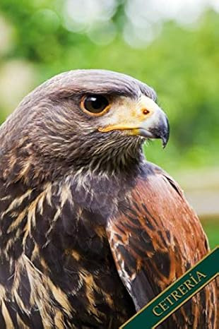 Cetrería Caza con Halcones