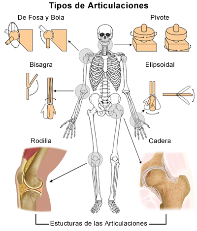 articulaciones