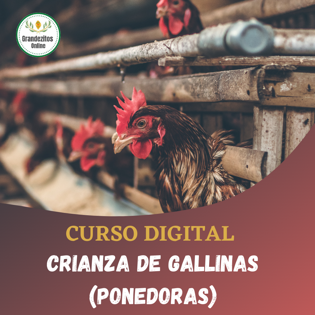 Curso Crianza de Gallinas