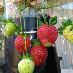 Frutillas
