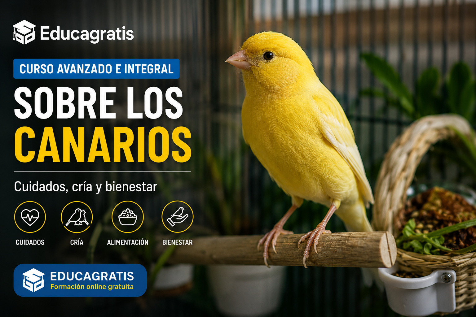 Curso avanzado sobre Canarios
