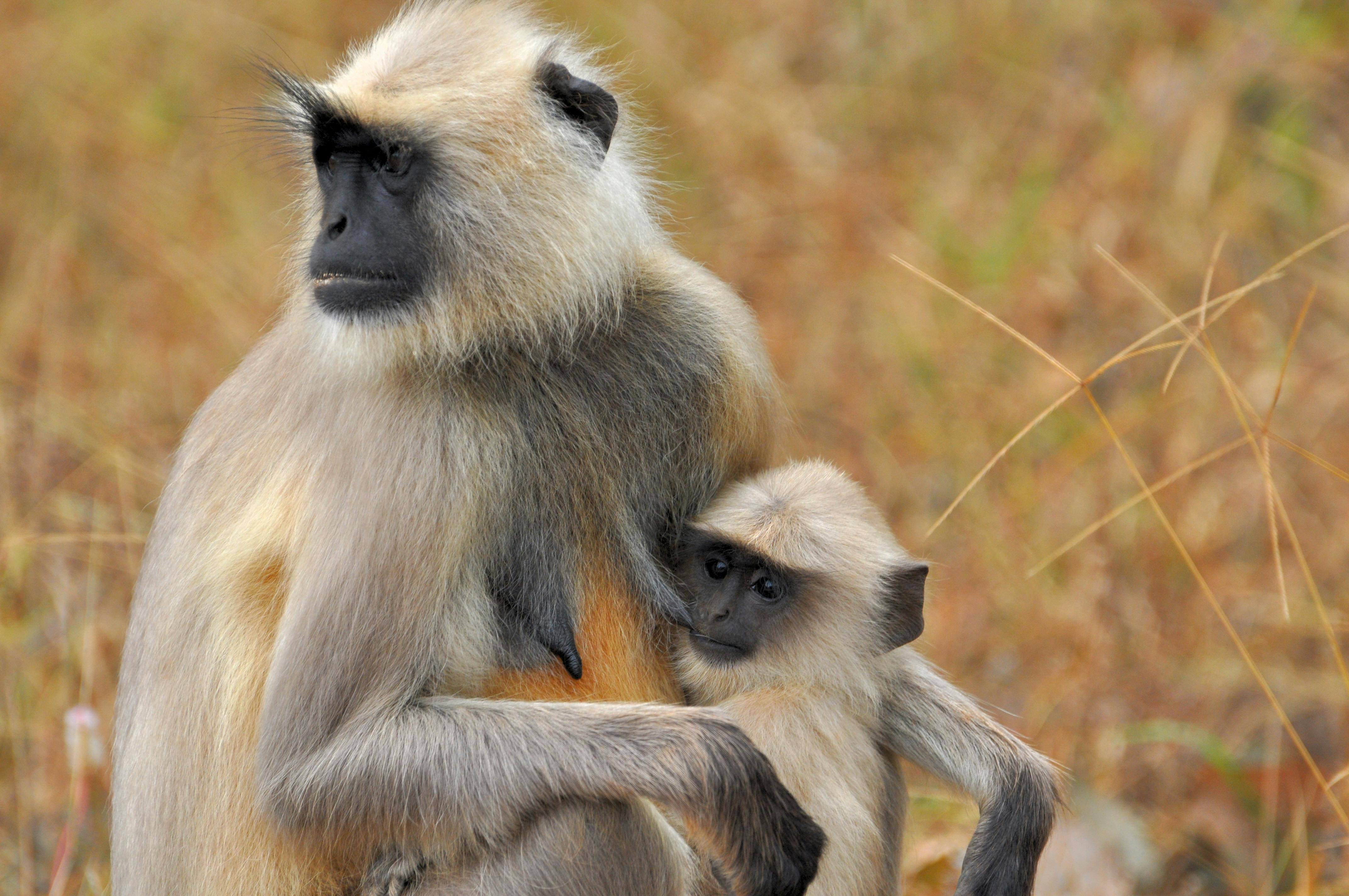 Langur