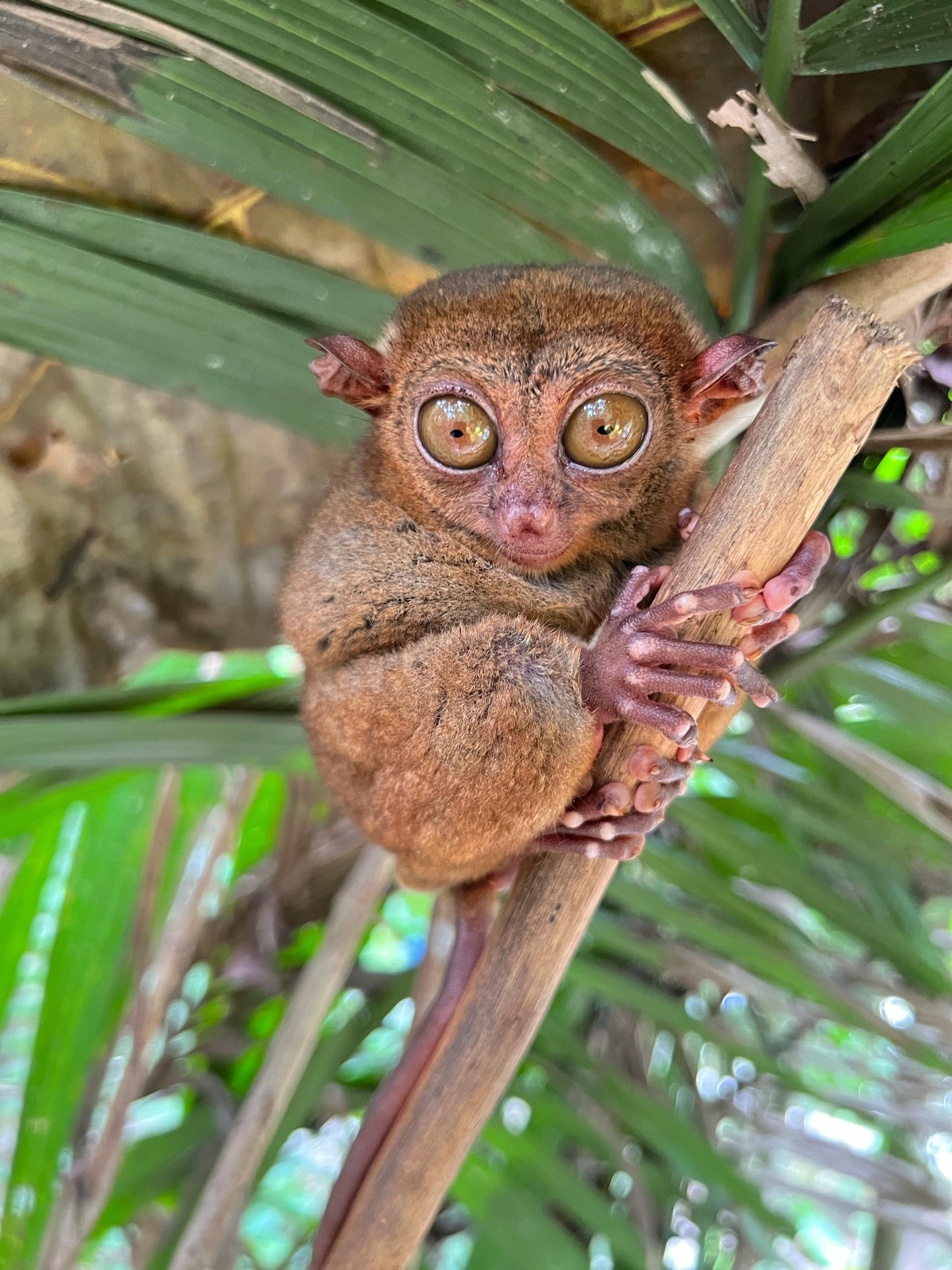 Tarsier